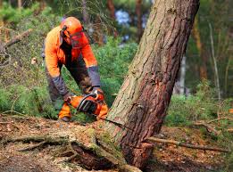 Best Commercial Tree Services  in Wenatchee, WA